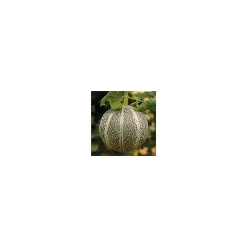 Solution utile:Melon Petit Gris De Rennes Bio. Le pot de 10,5 cm
