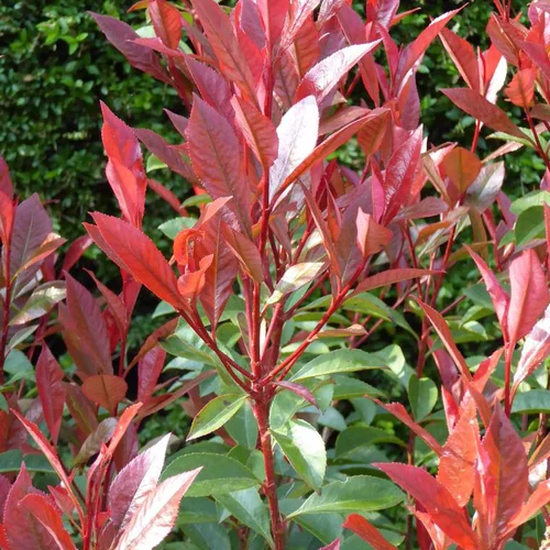 Espace vert confort：Photinia Fraseri Red Robin rouge. Le pot de 23 litres, 60/80 cm
