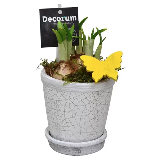 Pour embellir le jardin:Narcisse tête a tête pot blanc - Le pot de 10.5 cm