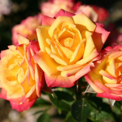 Pour tous vos projets jardin:Rosier Lilliput Little Sunset orange. Le pot de 2 litres