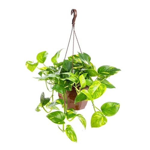 Extérieur essentiel：Pothos suspension Ø30xH60 cm
