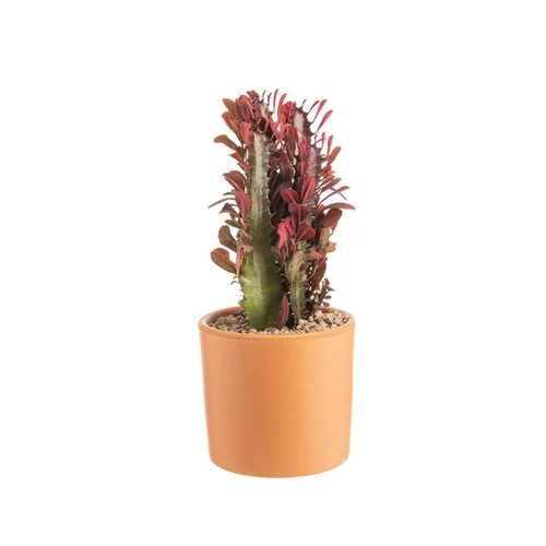Pratique dehors：Euphorbia hermentiana rubra en pot terre cuite H 10 x Ø 15 cm