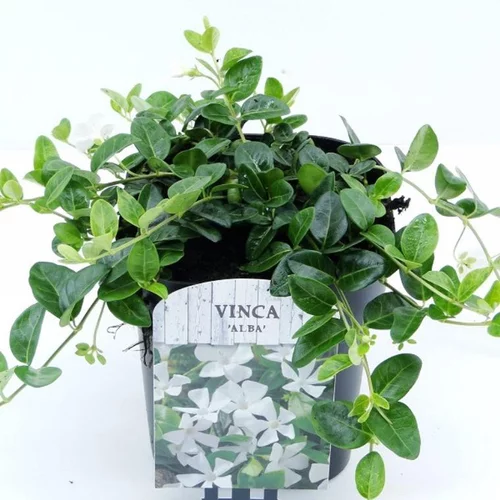 Adapté à l’extérieur：Vinca minor alba