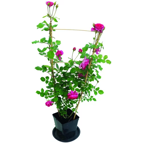 Pour valoriser votre jardin：ROSIER GRIMPANT.5L