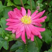 Pour vos espaces：Anémone du Japon rose. Le pot de 1 litre
