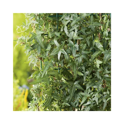 Une solution pratique pour le jardin：Lierre HELIX SAGITTIFOLIA. Le pot de 3 litres