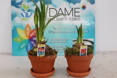 Univers extérieur：Bulbe d’Amaryllis 2 branches. Le pot en terre cuite de Ø 15 cm x H 25 cm