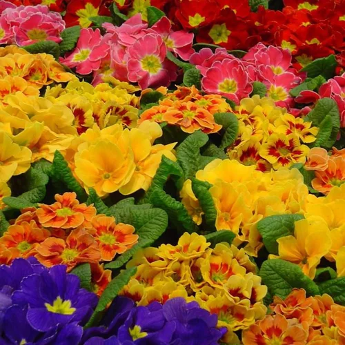 Fonctionnel au jardin:Primevère des jardins - La jardinière de 30 cm