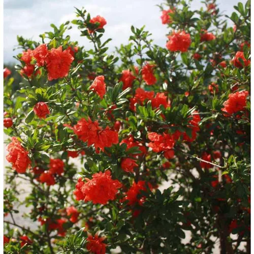 Confort jardin:Grenadier à fleurs (Punica Granatum). Le pot de 25 litres