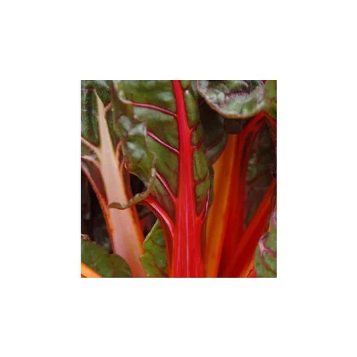 Solution pratique:Poiree A Cardes De Couleur Bio. Le pot de 10,5 cm