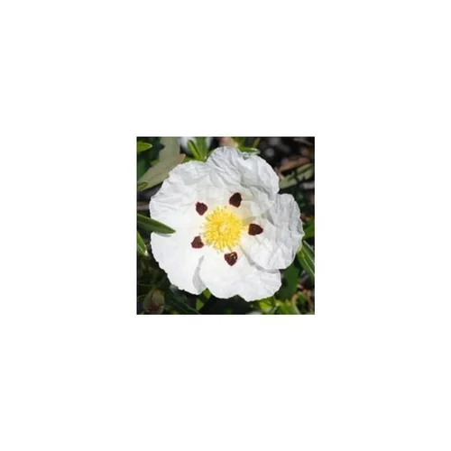 Un atout pour le jardin:Ciste à fleurs blanches - Le pot de 2,5 litres