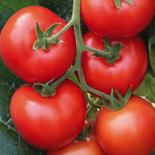 Indispensable au jardin:Plant Greffe Tomate Ronde En Grappe Giolice Bio. Le pot de 1 litre