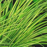 Idée au jardin：Acorus - Le pot de 2 litres