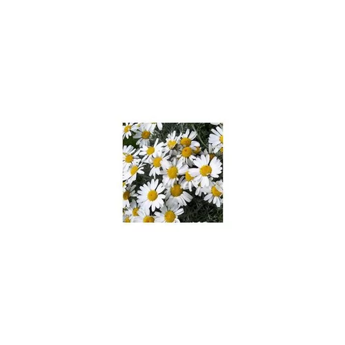 Sélection pour vos extérieurs：Rhodanthemum - Le pot de 3 litres