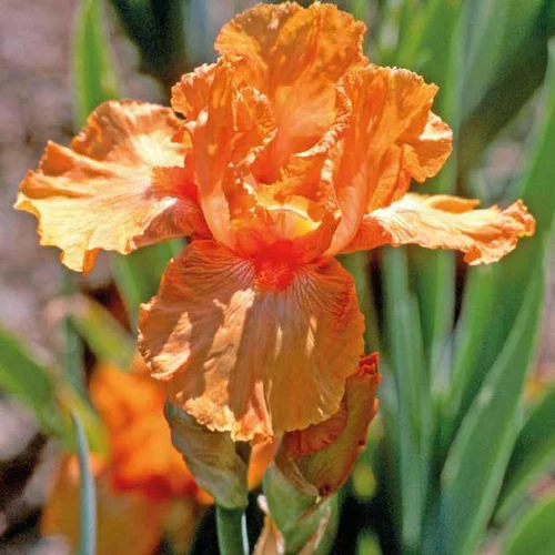Idée au jardin：Iris Real Delight - Le pot de 9 x 9 cm