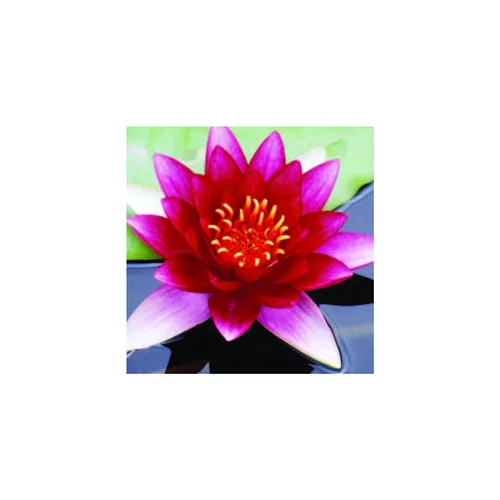Facile jardin：Nénuphar 3L rouge