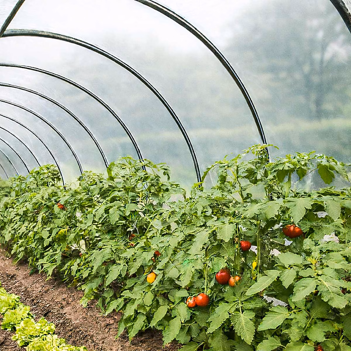Bâche Serre 1 | 5 × 3 m – TECPLAST 150SE – Film plastique transparent pour serre de jardin – Haute Qualité – Made in France