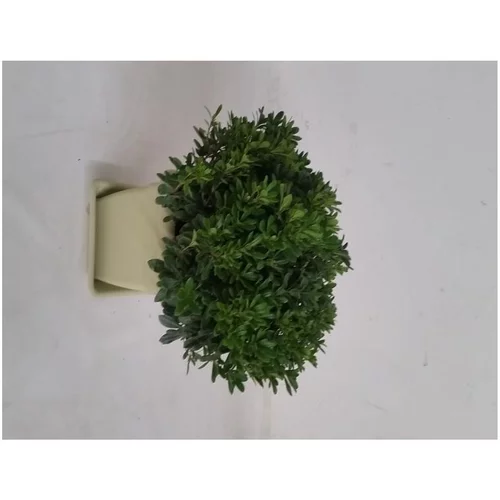 Malin pour le jardin：Pittosporum Tobira Nanum (Pittospore du Japon) en pot de 13,5 L vert
