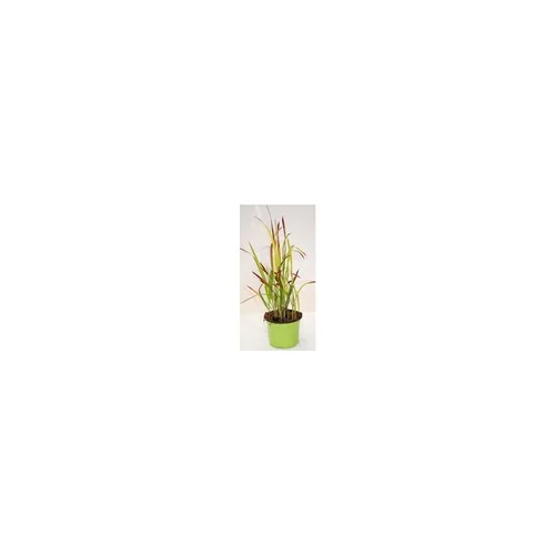 Un choix pratique pour l’extérieur：Imperata Cylindrica Red Baron - Le pot de 1 litre