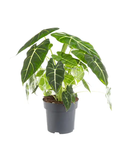 Adapté à vos extérieurs：Alocasia Frydeck vert. Le pot Ø 17 cm