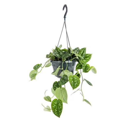 Pour tous les jours:Pothos Pictus suspension Ø19xH40 cm