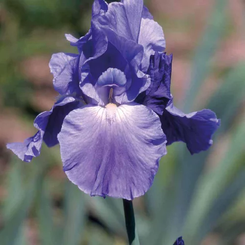 Une sélection pensée pour l’extérieur:Iris des Jardins Bleu Fonce - Le pot de 9 x 9 cm