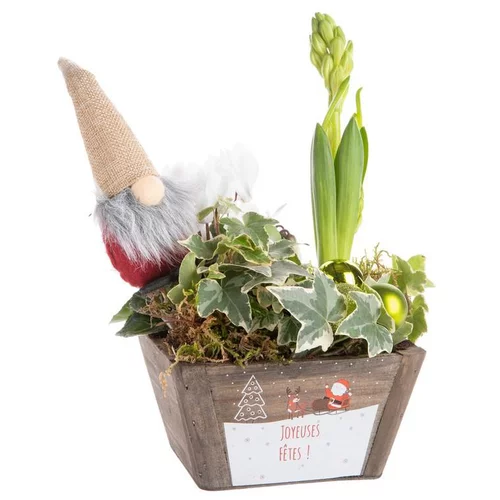 Jardin & loisirs：Composition de Noël jacinthe cyclamen multicolore pot en bois