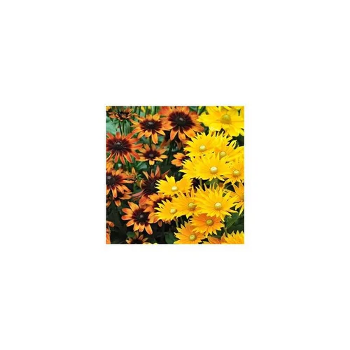 Une sélection pensée pour le jardin:Rudbeckia annuel - Le pot de 1 litre