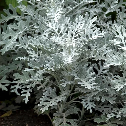 Sélection jardin：Senecio Vira-Vira - Le pot de 4 litres
