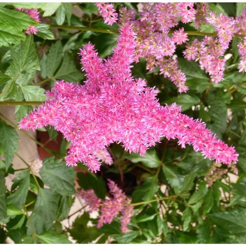 Pour vos besoins extérieurs：Astilbe à fleurs multicolores - Le pot de 4 litres