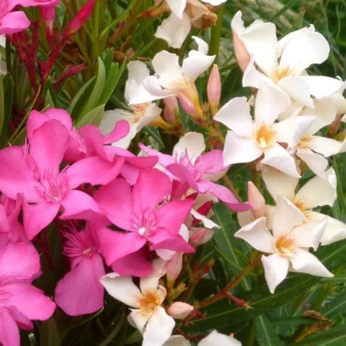 Jardin complet:Nerium Oleander extra – Pot de 7L