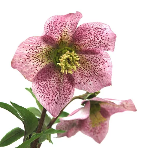 Un atout au quotidien：Helleborus Orientalis - Le pot de 1 litre