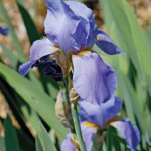 Jardin et maison:Iris des Jardins Bleu - Le pot de 9 x 9 cm