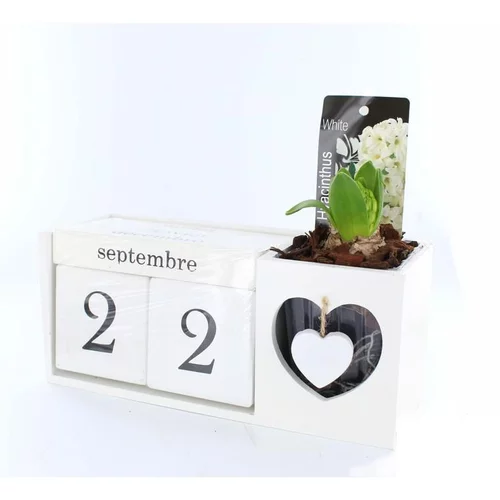 À adopter au jardin：Jacinthe en pot déco. La composition de 23 cm