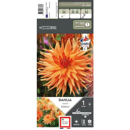 Extérieur loisirs：Dahlia cactus Éclatant orange Ernest Turc - 1 bulbe