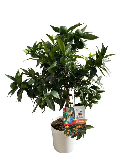 Pour mieux profiter de l’extérieur:Clémentinier coloris orange - 5 L