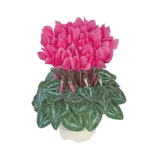 Loisirs au jardin:Mini cyclamen fuchsia - Le pot de diamètre 10,5 cm