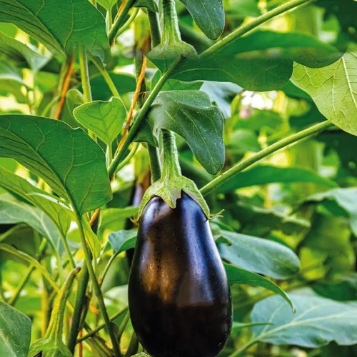 Facile au jardin：Aubergine Ronde Bonica Bio. La barquette de 3 plants