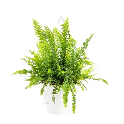 Pour vivre le jardin autrement：Fougère Nephrolepis Green Lady. Le pot Ø 17 cm