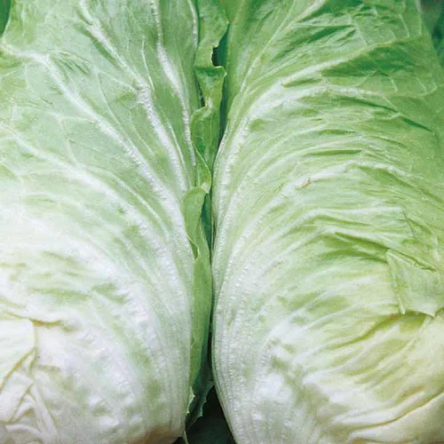 Univers végétal：Chicoree Pain De Sucre Vespero Bio. La barquette de 12 plants