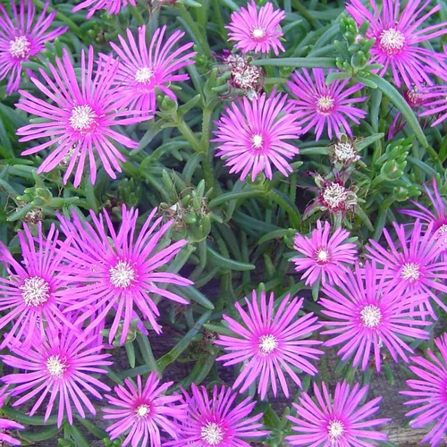 Pour un extérieur accueillant:Delosperma Cooperi Rose - Le pot de 1,4 litres