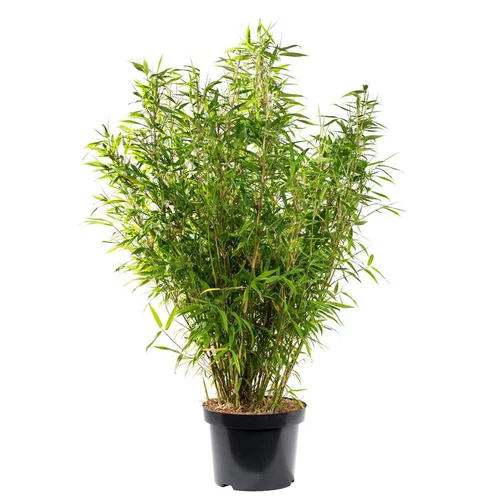 Idéal pour le jardin：Bambou Fargesia Angustissima. Le bac carré de 45 litres