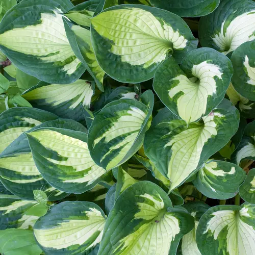 Facile au jardin：Hosta Whirlwind vert botanic®. Le pot de 2 litres