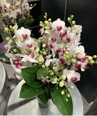 Univers extérieur：Orchidée Phalaénopsis Duetto Safe Haven 6 branches. Le pot de Ø 17 x H 50 cm