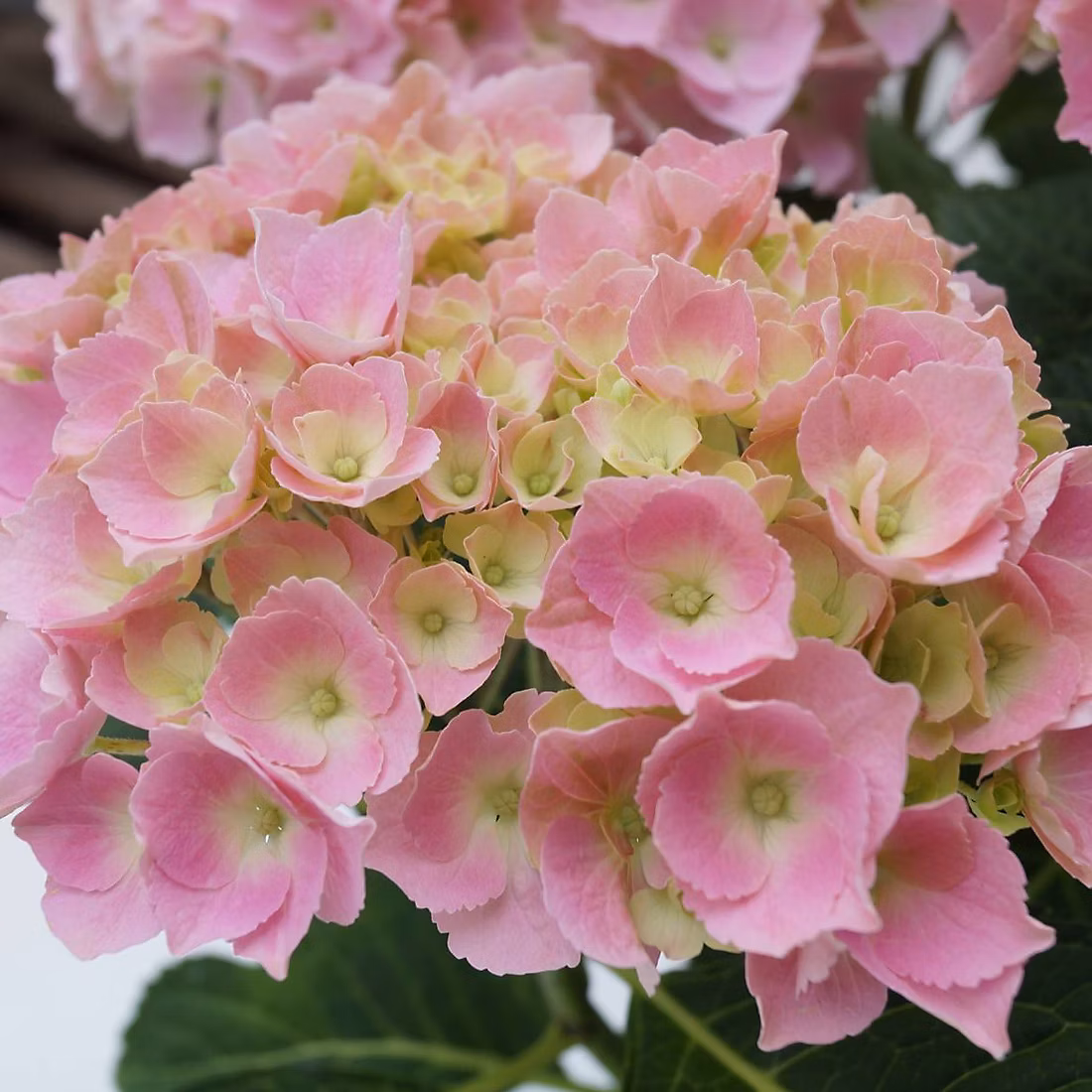 2 x Hortensia 'Bodensee' – Hydrangea macrophylla 'Bodensee', 25-30 cm pot