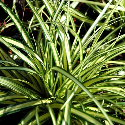Univers jardin：Laîche ou Carex au feuillage multicolore. Le pot de 7 litres