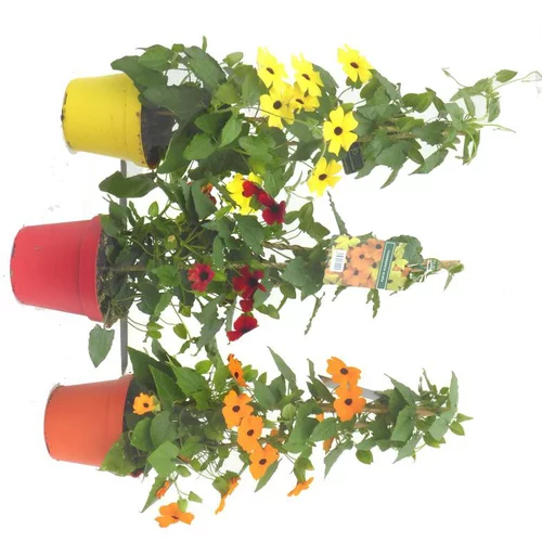 Pour mieux aménager votre jardin：Suzanne aux yeux noirs - Le pot de 1 litre
