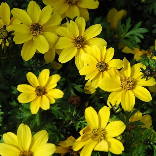 Qualité jardin:Bidens à fleurs jaunes - Le pot Ø 10,5 cm