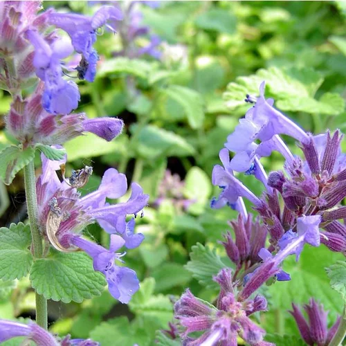 Pour vivre le jardin autrement：Népéta - Le pot de 2 litres