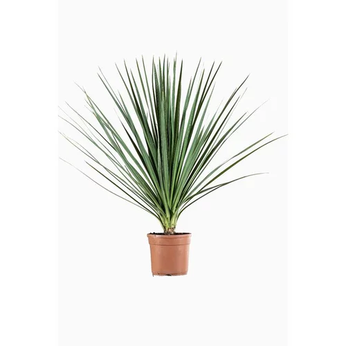 Le pratique pour l’extérieur：Cordyline Indivisia en pot de 9 L